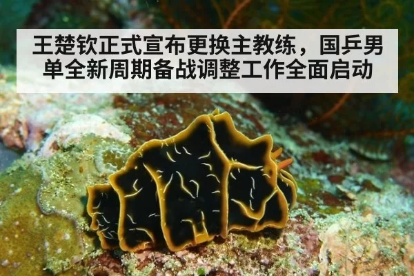 王楚钦正式宣布更换主教练,国乒男单全新周期备战调整工作全面启动